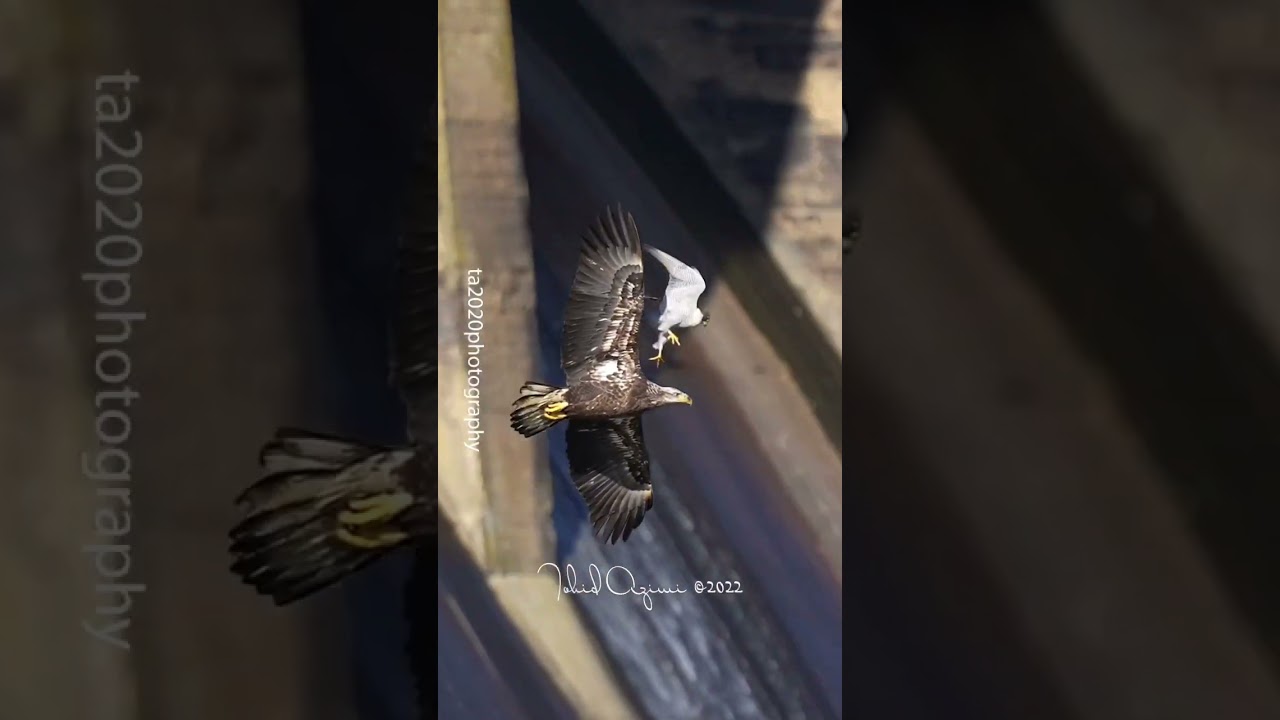 Falcon attacks Bald Eagle #falcon #baldeagles #birdsofyoutube #wildlife #birdlovers #birdsofprey