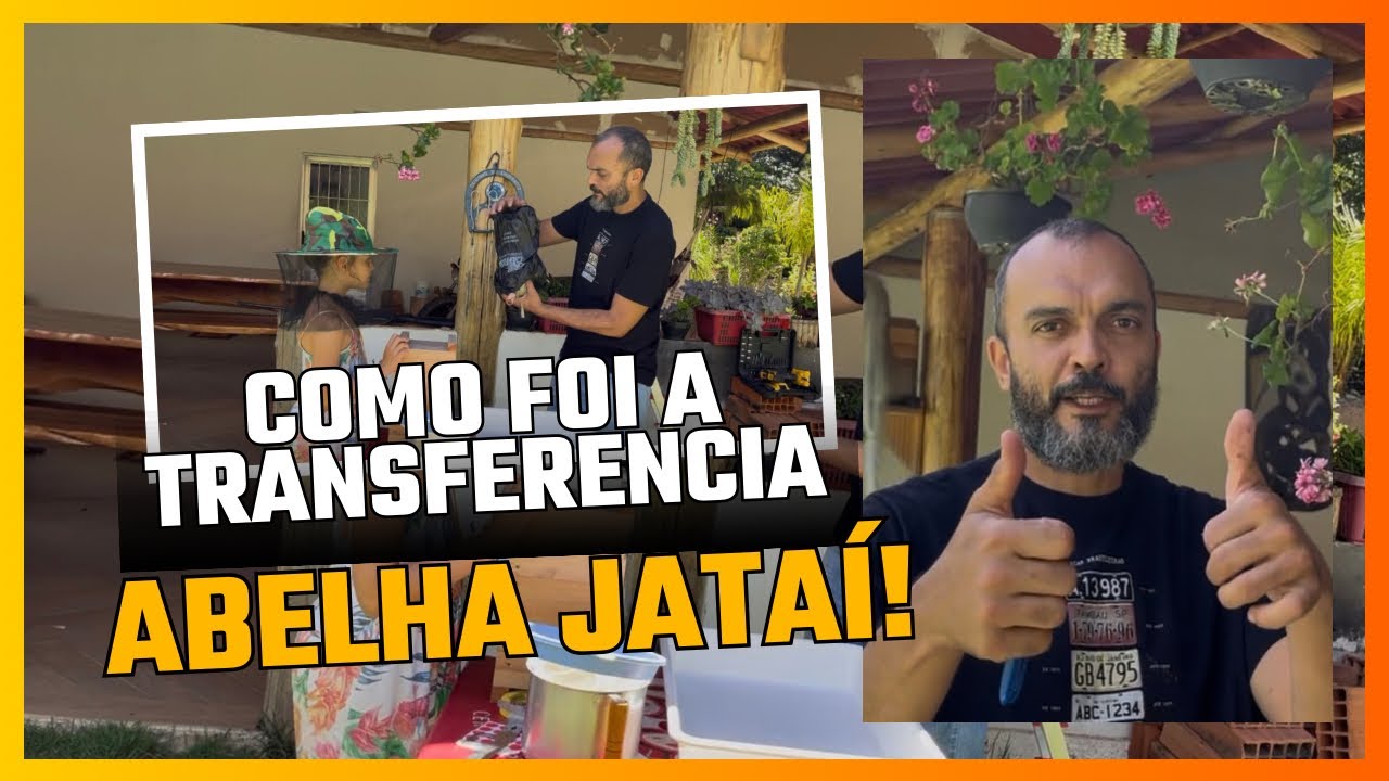 Como foi a transferência da abelha jataí que estava na isca de garrafa pet. 