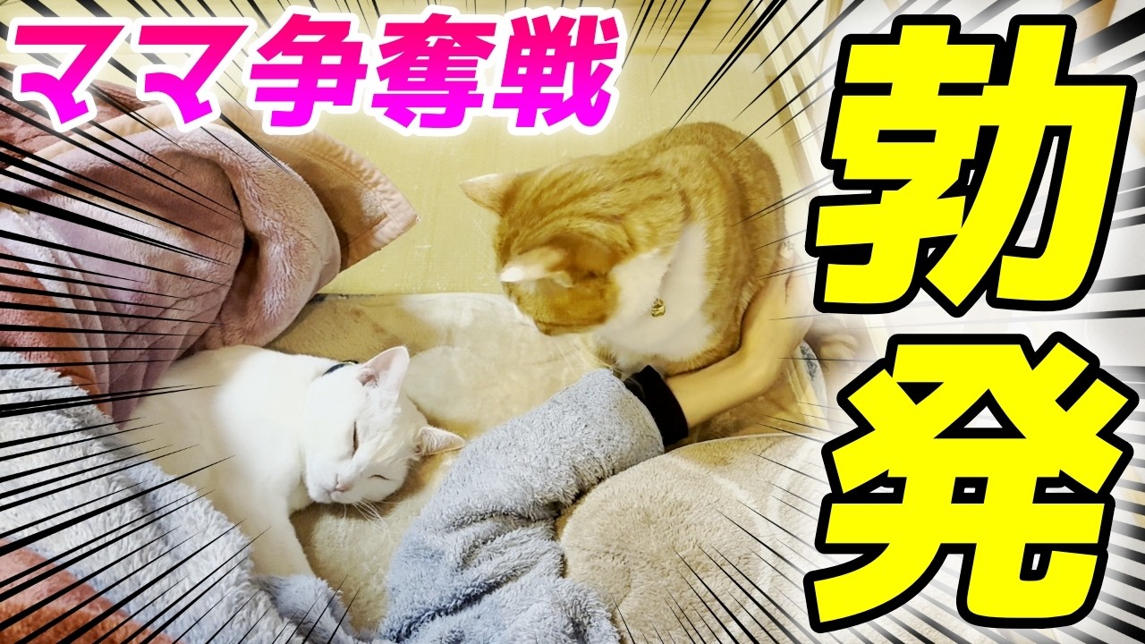 ママの隣は絶対に譲らない！兄弟猫の可愛すぎる場所取り争奪戦…笑［クラちゃんとトコちゃん］