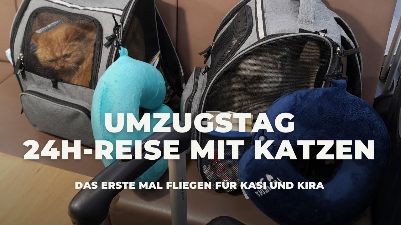 Auswandern nach Madeira mit Katzen - mit Zug und Flug ins Abenteuer!