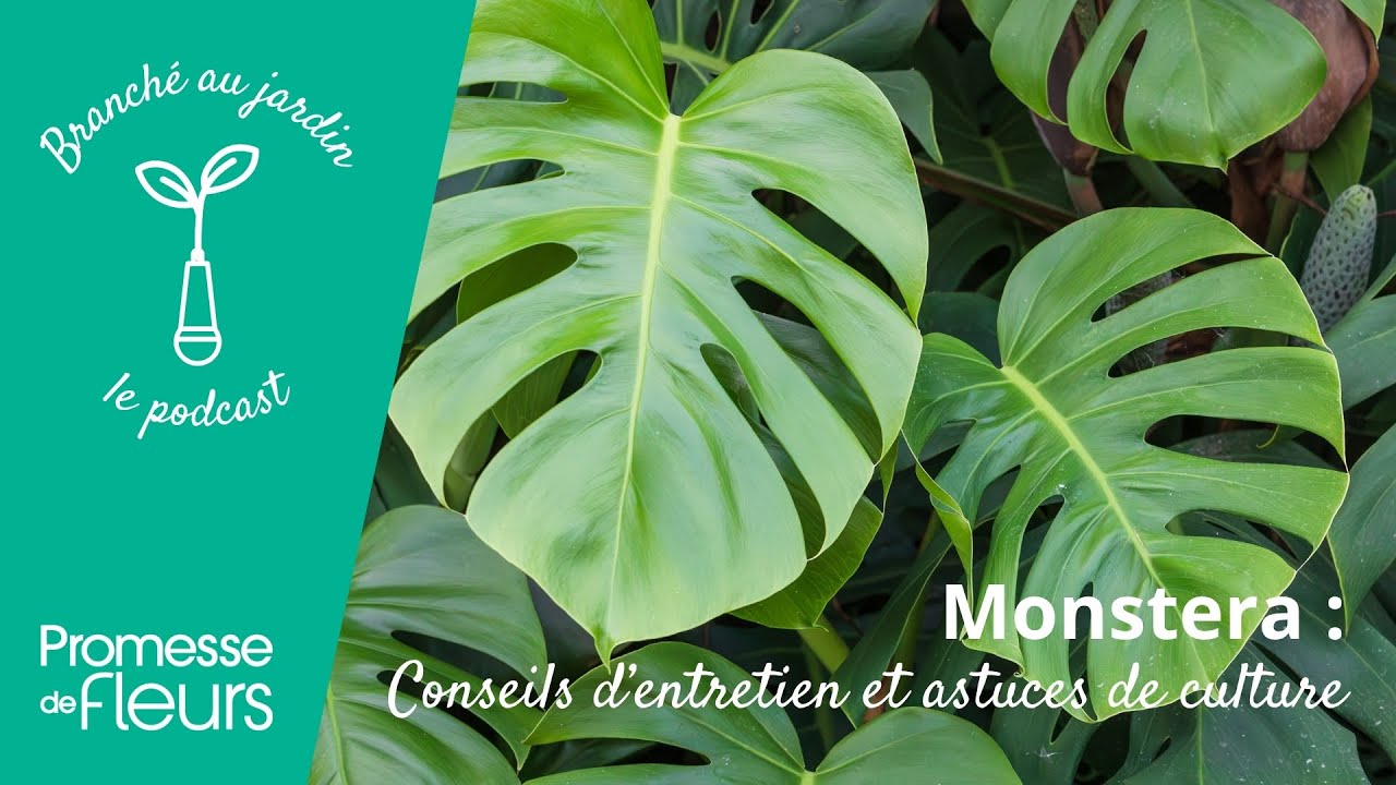 Podcast Branché au jardin : Monstera, conseils d'entretien et astuces de culture