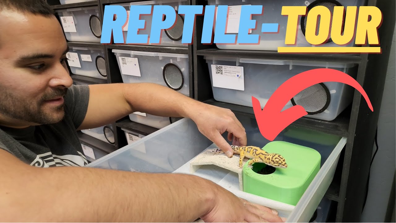 Reptile TOUR | Wildcard Geckos - VLOG
