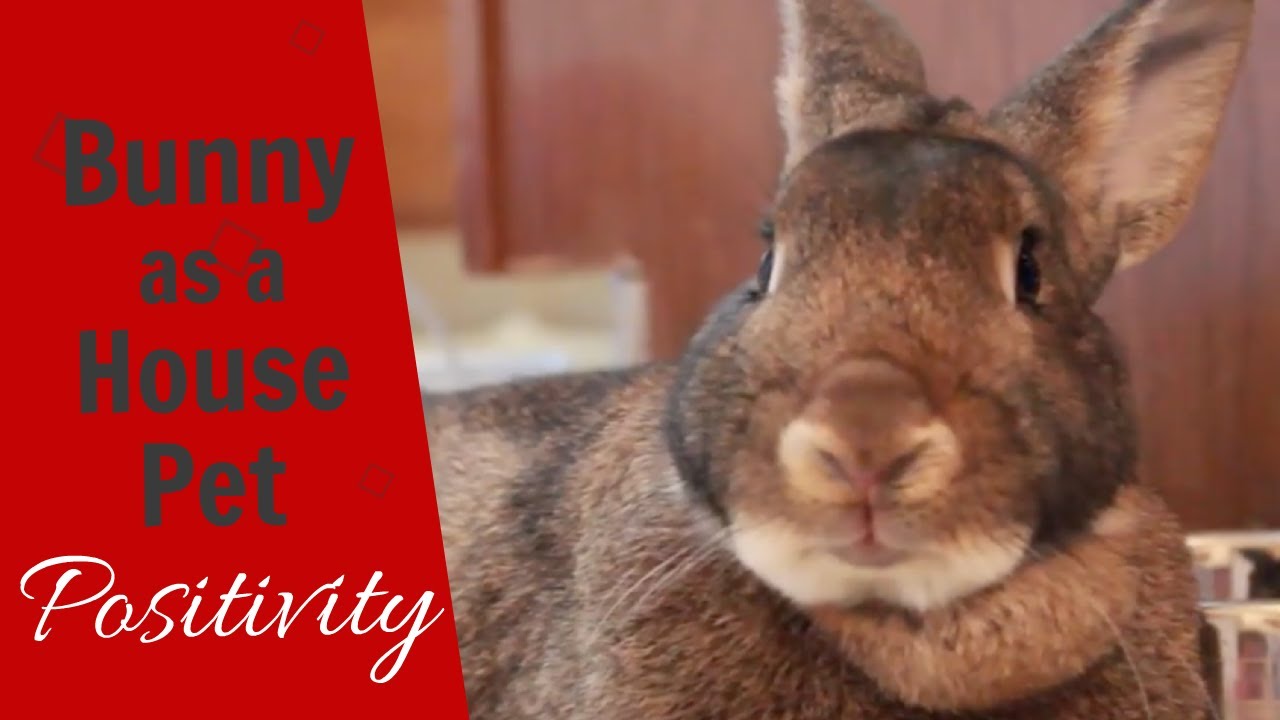 BUNNY as a HOUSE PET - POSITIVITY