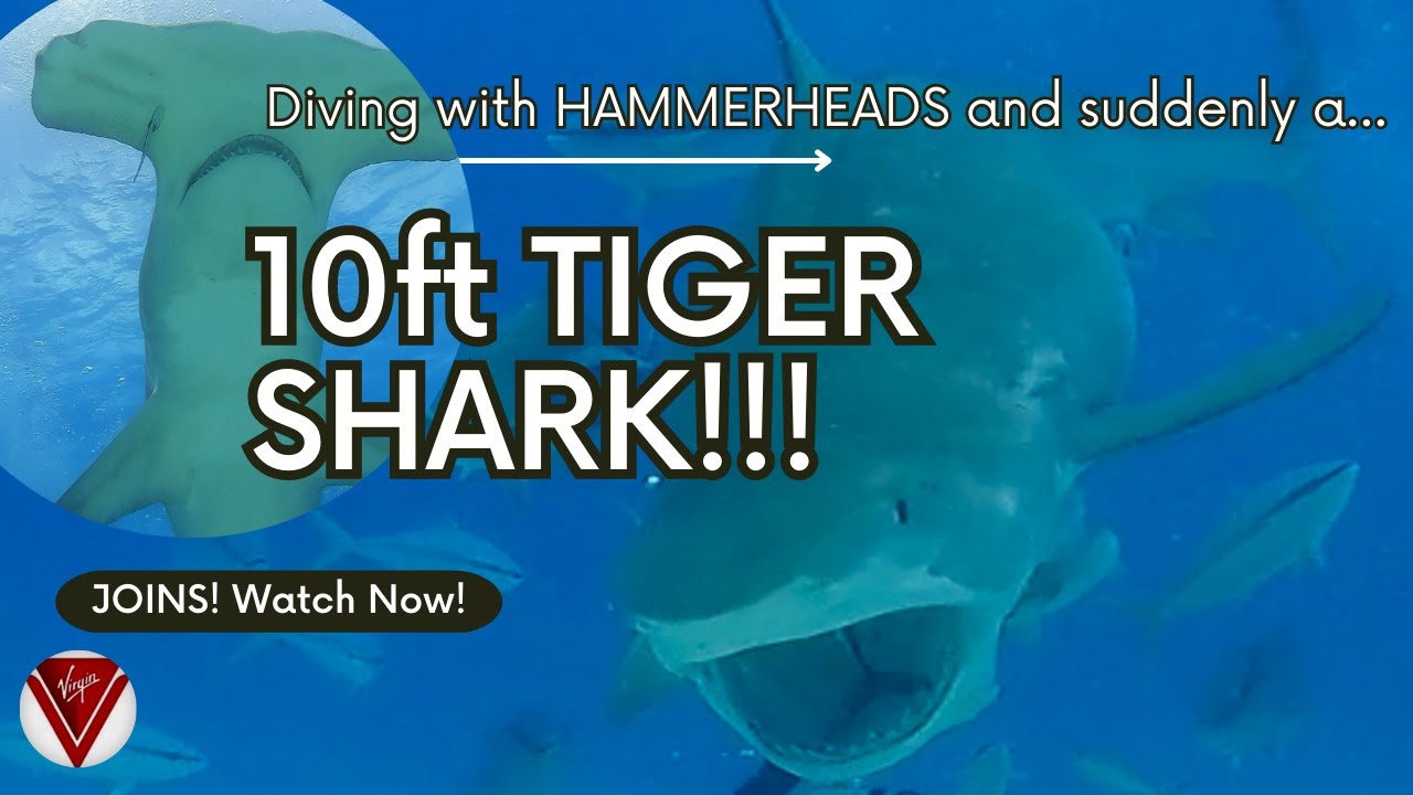 10 FT TIGER SHARK OUT OF NOWHERE!!!!  BIMINI HAMMERHEAD DIVE with Virgin Voyages! #shark #diving