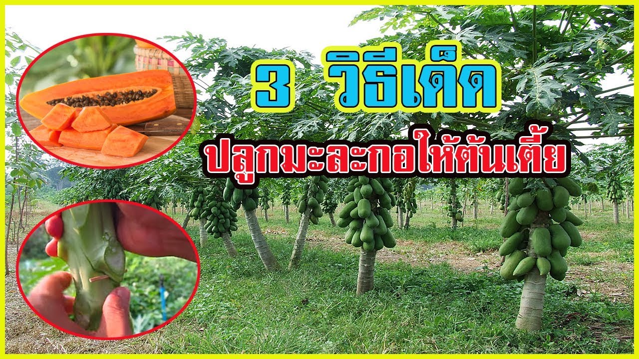 ปลูกมะละกอให้ต้นเตี้ย | เก็บง่ายๆ ได้ผลผลิตดี  3วิธีเด็ด |
