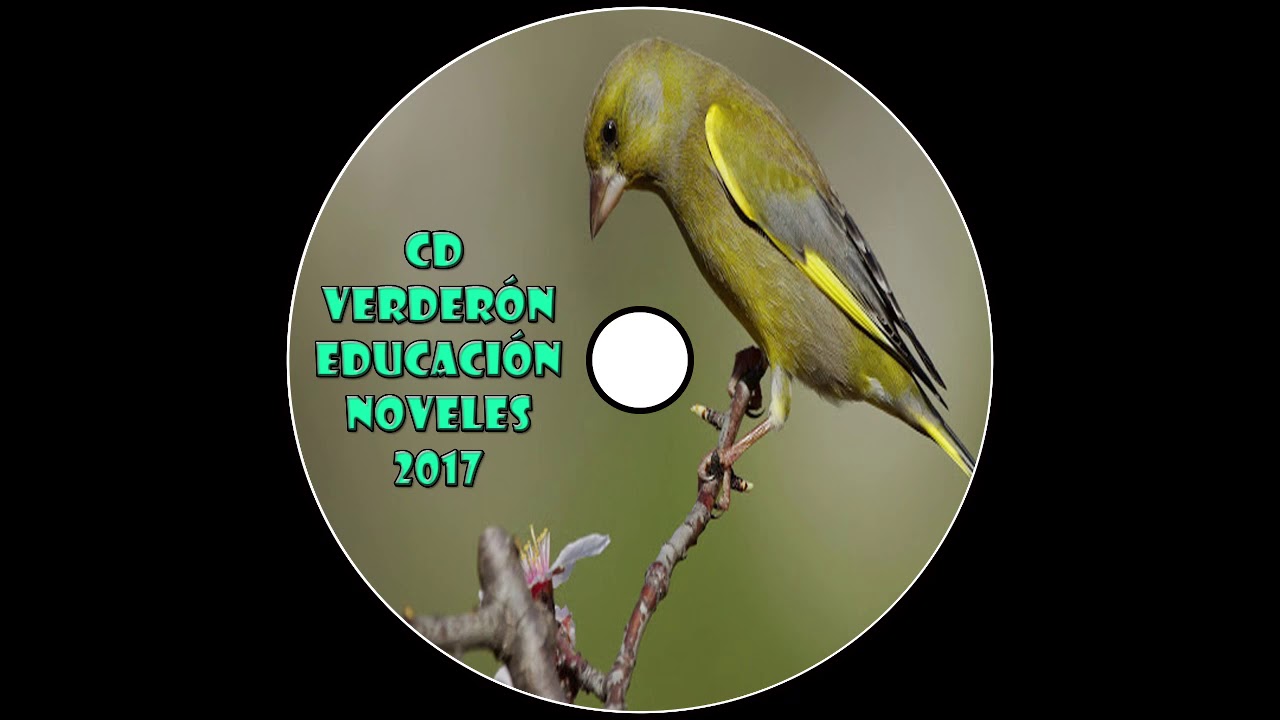 CD Verderón Educación Noveles 2017/ Carduelis Chloris