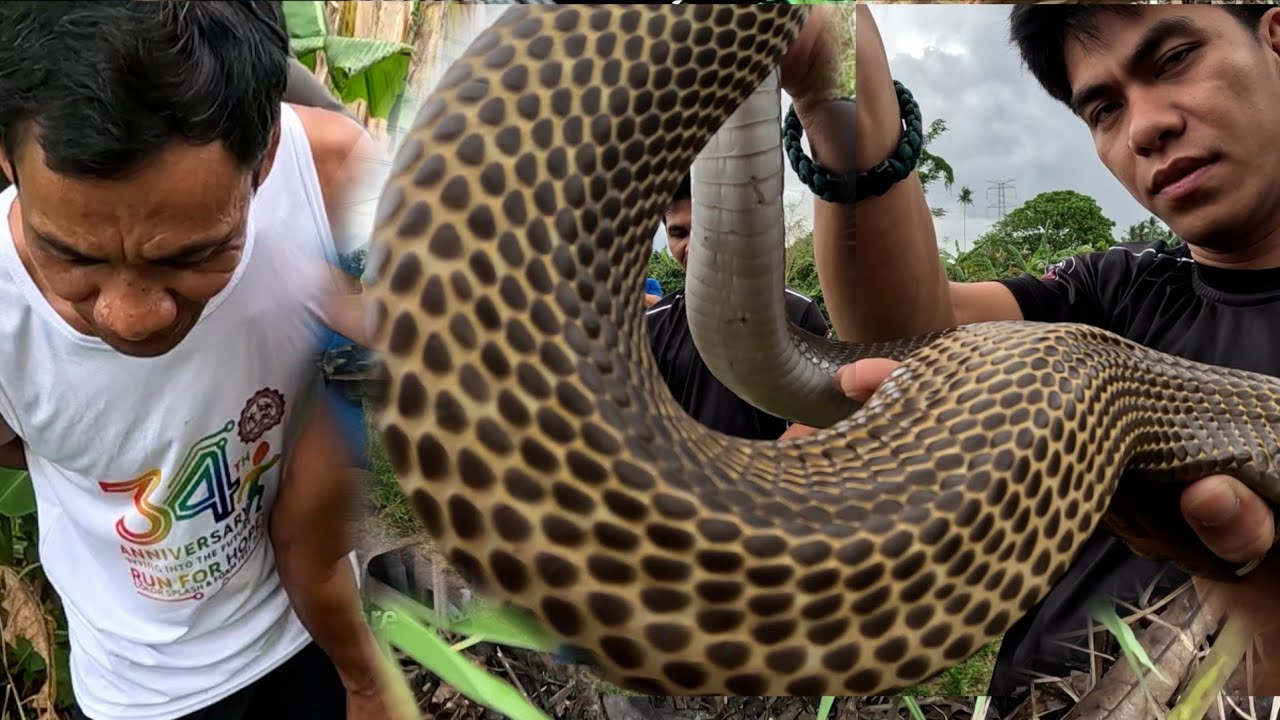 NAGLALABASAN NA ANG MALALAKING COBRA SA BATANGAS