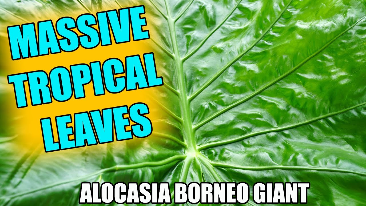 Borneo Giant Elephant Ear! Alocasia Borneo Giant