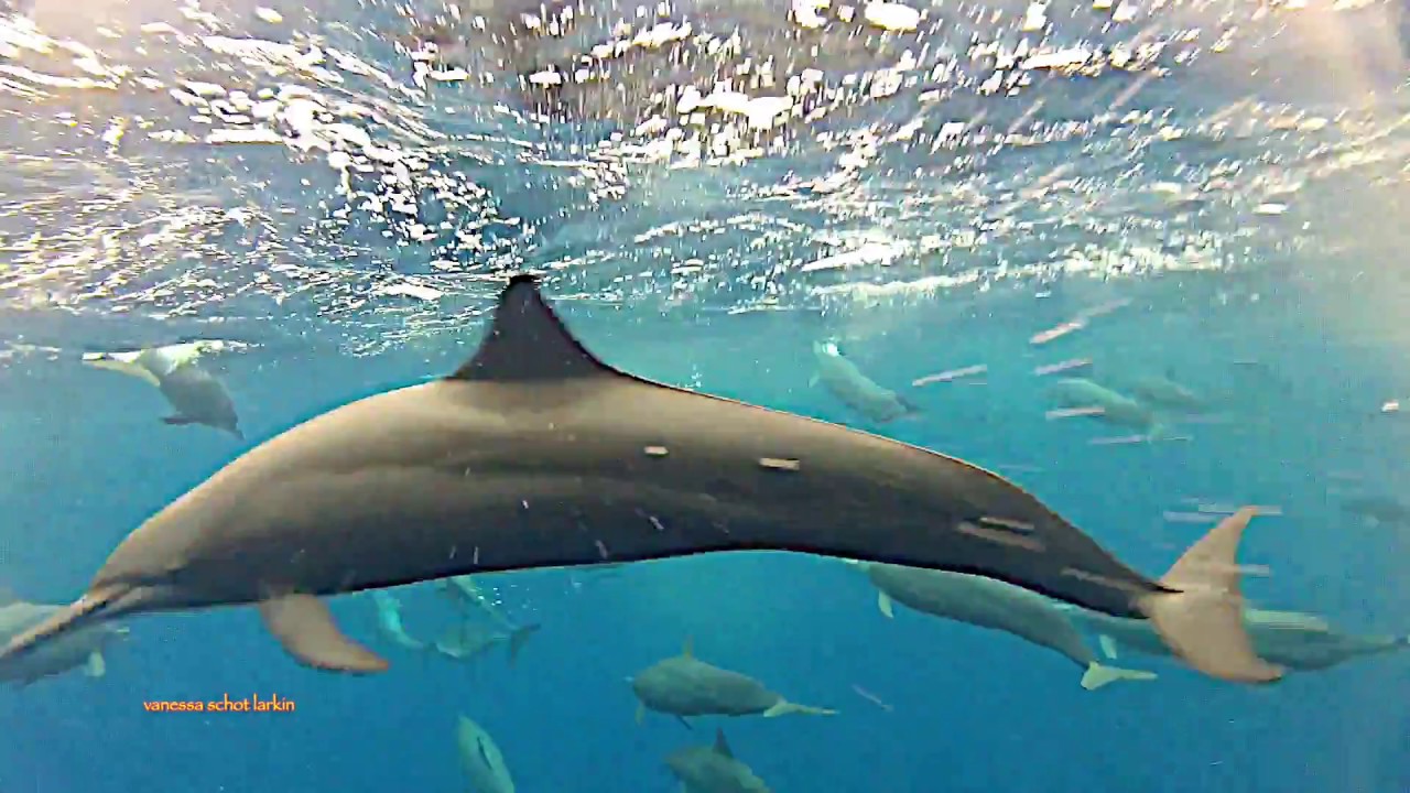Bubbles and Dolphins Costa Cetacea Media