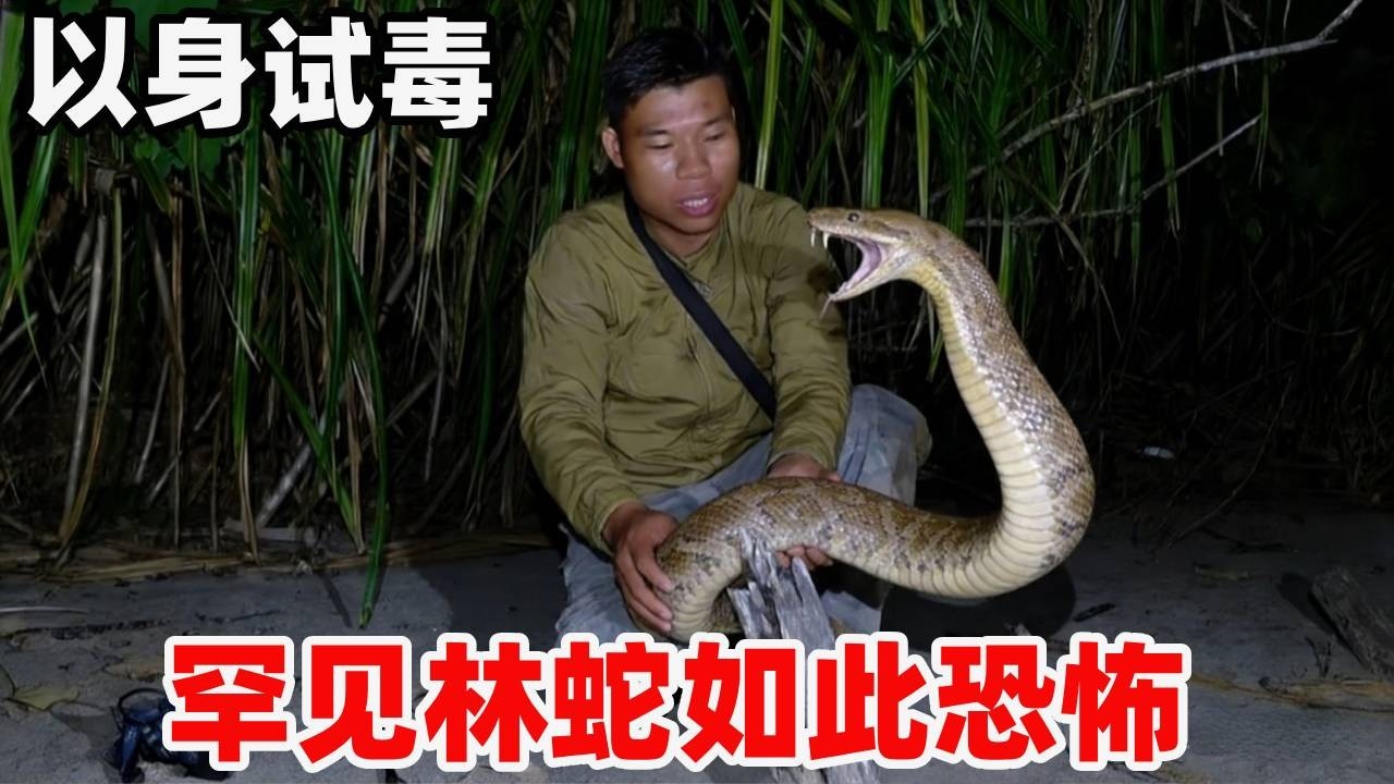蛇哥又被咬了，以身试毒，拥有后钩牙达氏腺的犬牙林蛇，没想到前钩牙也是如此恐怖！