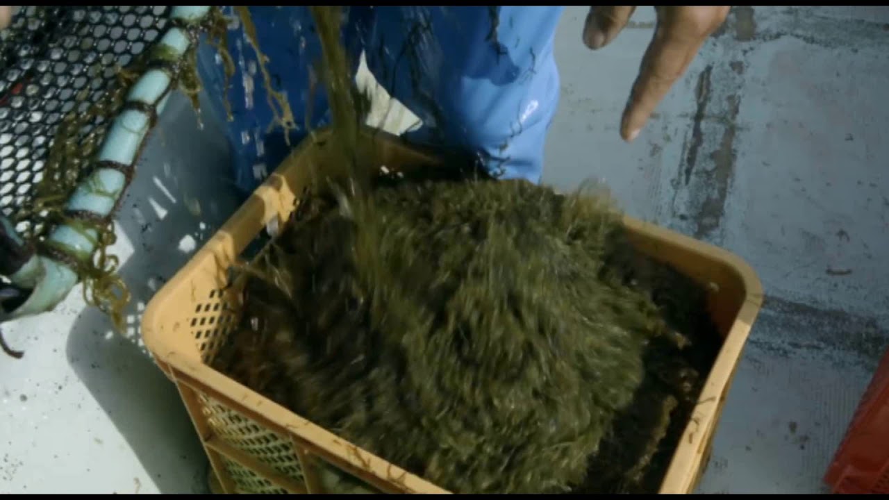 (Three Flavour) HoeHup Cuttlefish Flavour with Shrimp , Seaweed， Original   (三种口味禾合脆酥原味鱿鱼，紫菜，虾米风味)