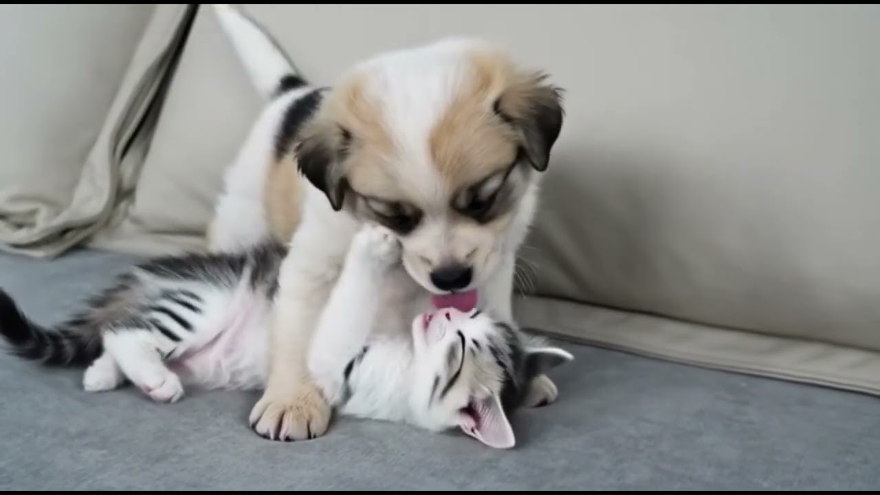 the kitten already loves his puppy friend❤️🐈