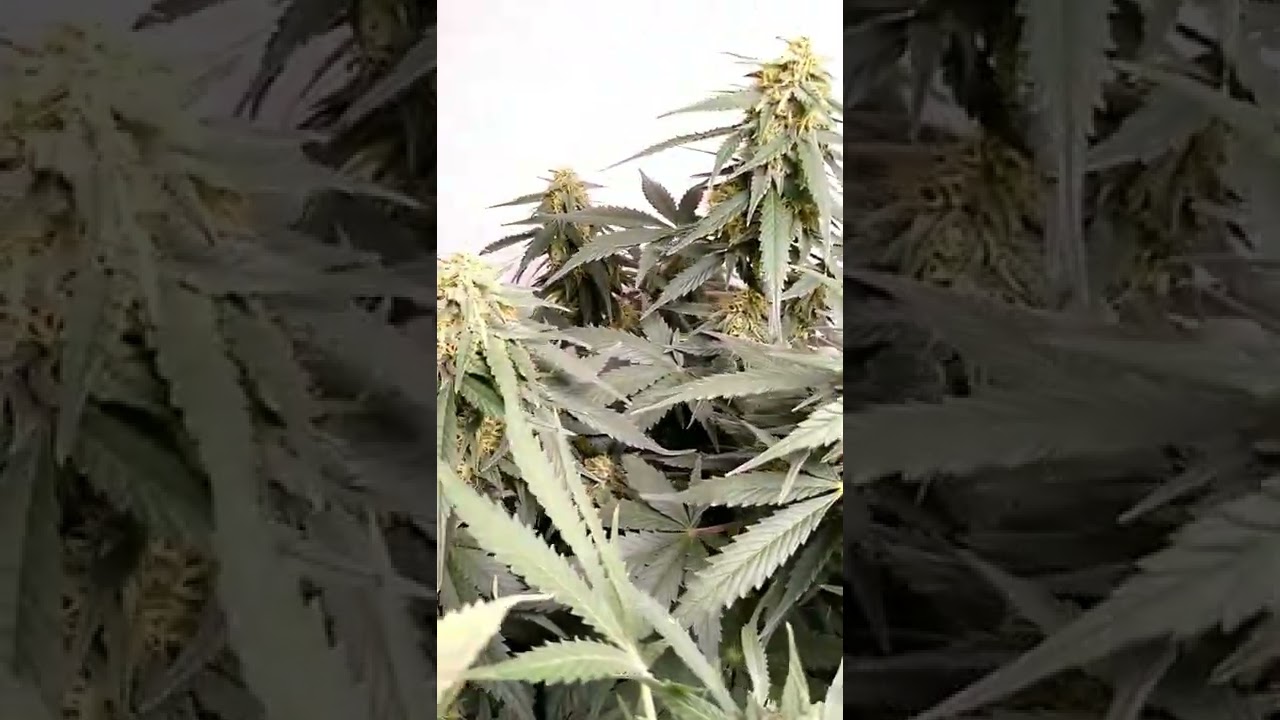 Candy KUSH Autoflower day 59