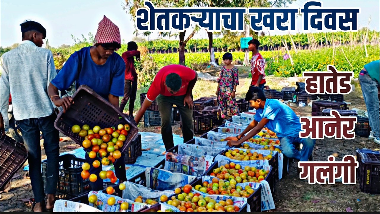 Fresh Tomato Harvest 🍅 | खेतों में टमाटर की तुड़ाई | Chopda | Galangi | Hated | Farmers
