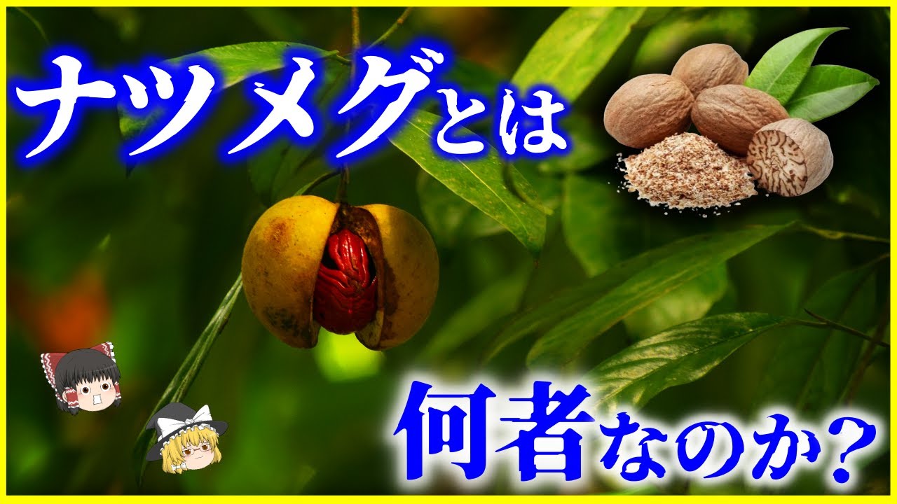 【ゆっくり解説】 致死量わずか10グラム!?「ナツメグ」とは何者なのか？を解説/ナツメグが引き起こした戦争？謎のスパイス、ナツメグの毒性の恐ろしさ