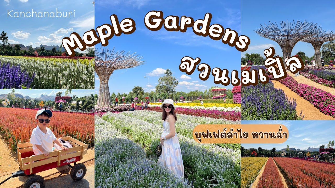 Maple gardens - สวนเมเปิ้ล กาญจนบุรี บุฟเฟต์ลำไยหวานๆ สวนดอกไม้สวยมากก~~ไม่ต้องไปไกลถึงภาคเหนือ!!!