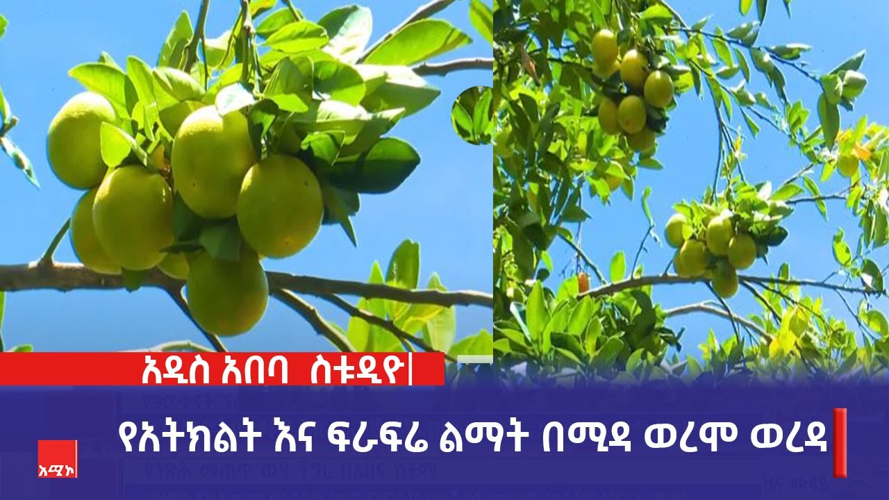የአትክልት እና ፍራፍሬ ልማት በሚዳ ወረሞ ወረዳ