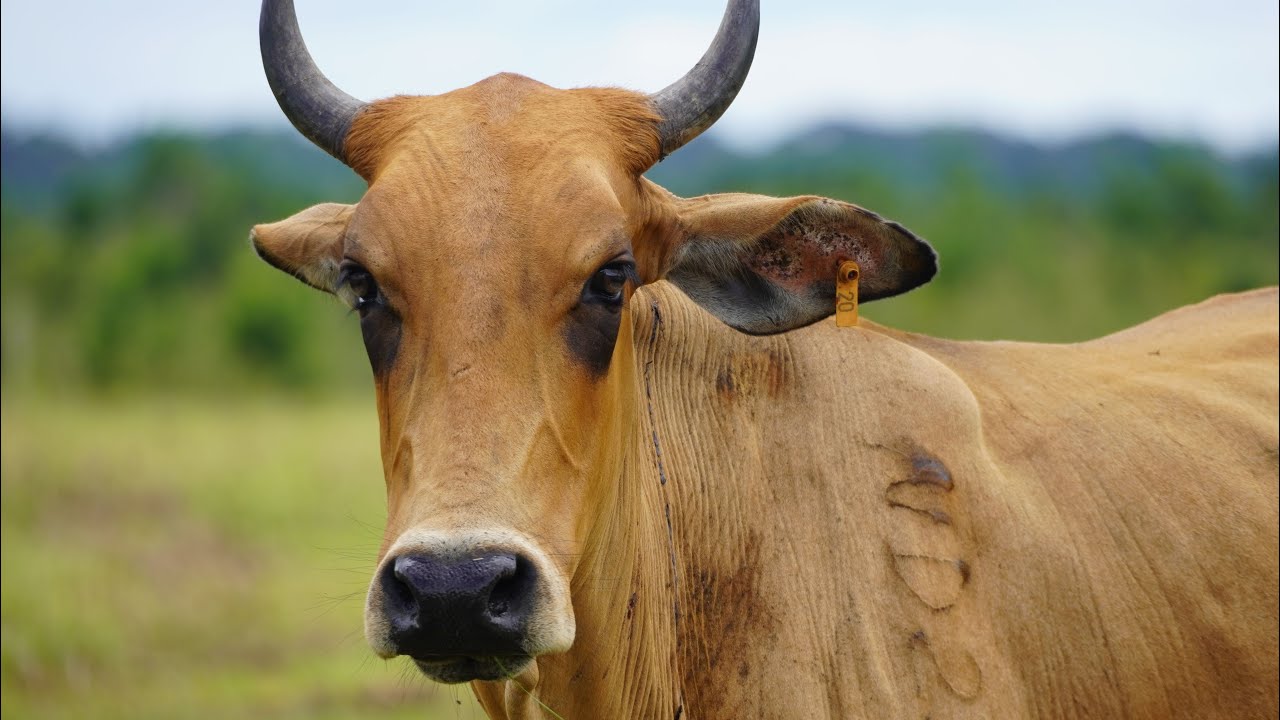 Cow farm in Guyana