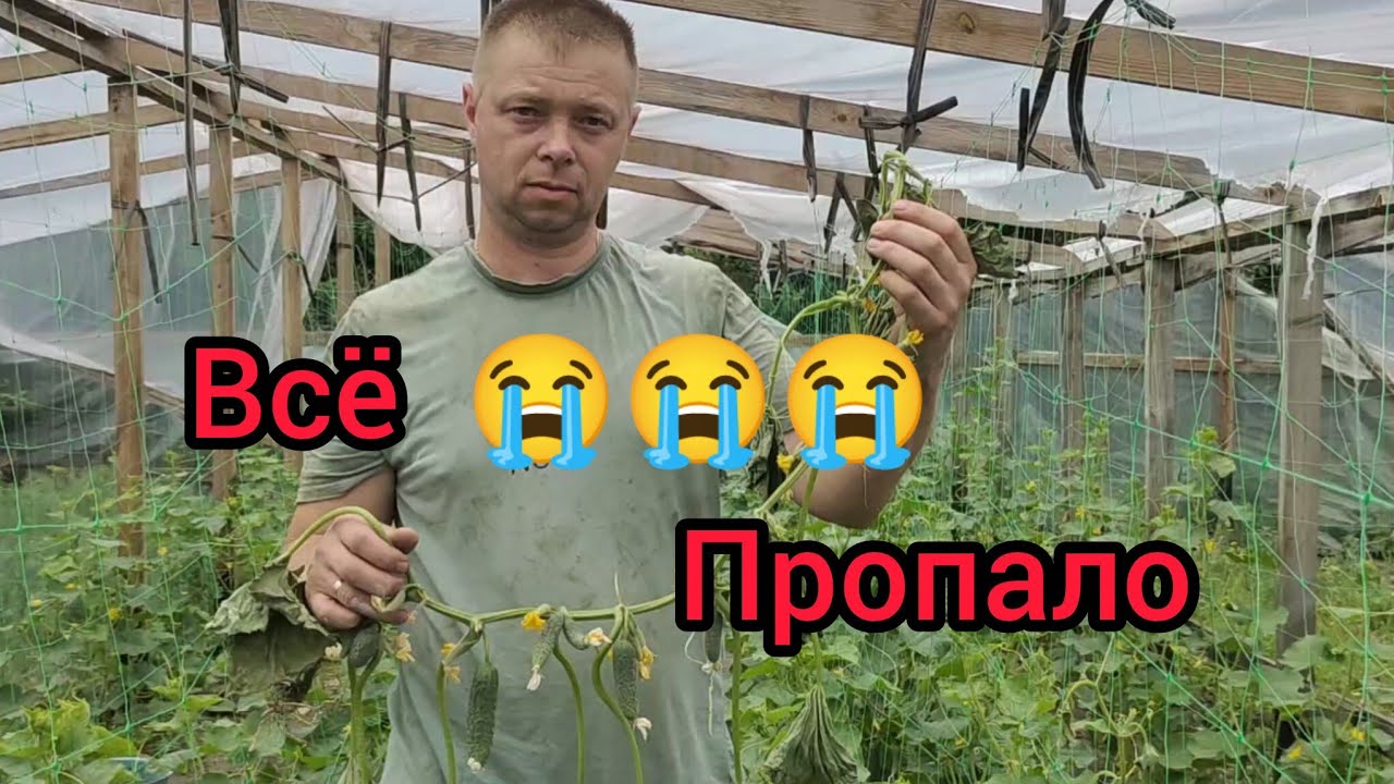 The cucumber season is over before it even began