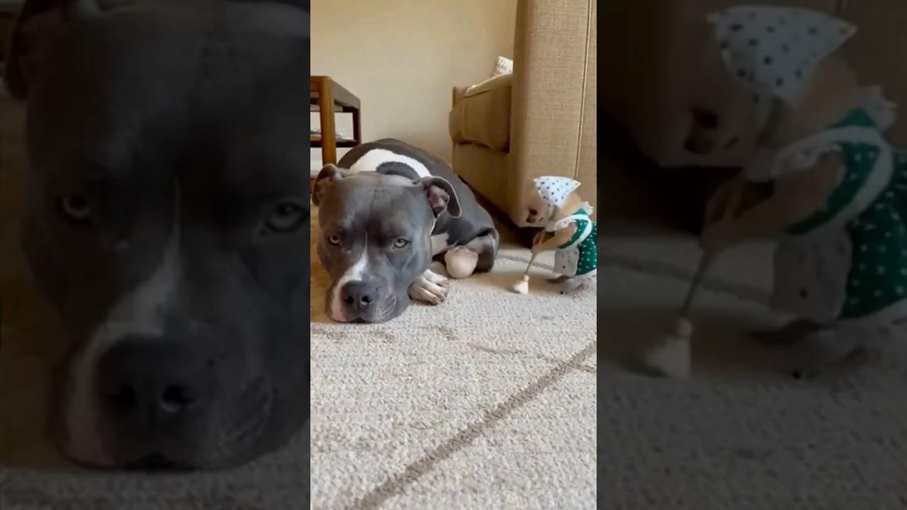 Испуганный ротвейлер прячется за храбрым чихуахуа 😨🐶 #шорты #ротвейлер #смешно #питомцы #животные...