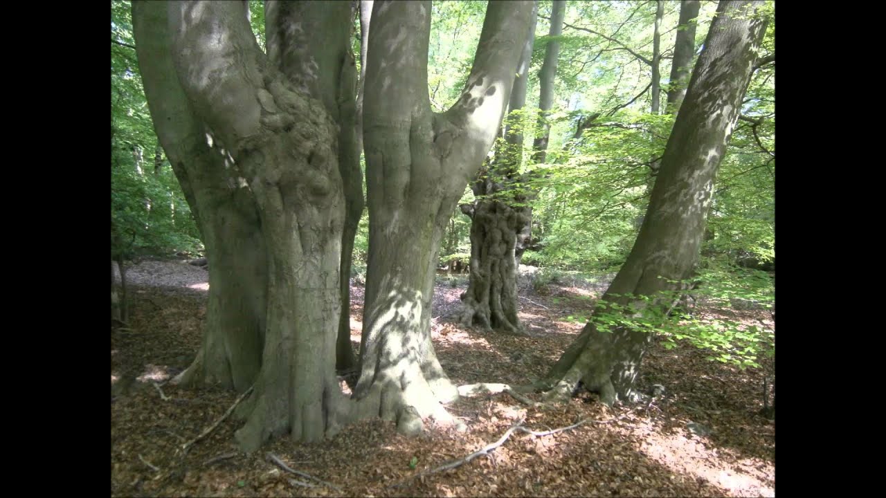 Avebury Ring - the Spacegoats