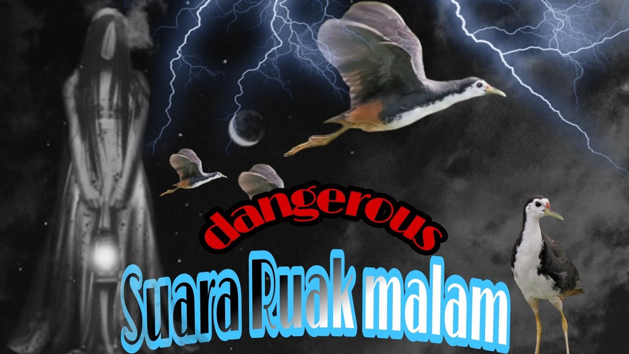 Suara pikat ruak ruak khusus malam paling Ampuh