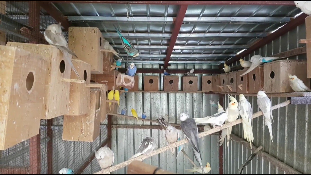 Parrot breeder Nelutu Rosu 2016