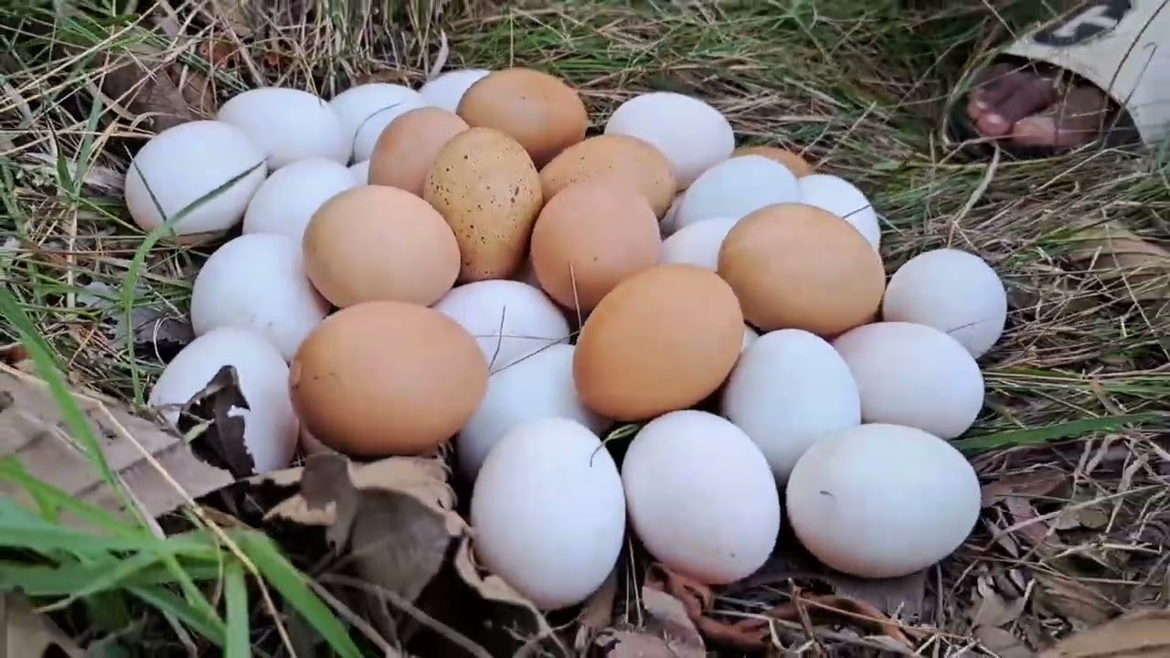 amazing! pick a lot of eggs on the hive under a tree pick by hand