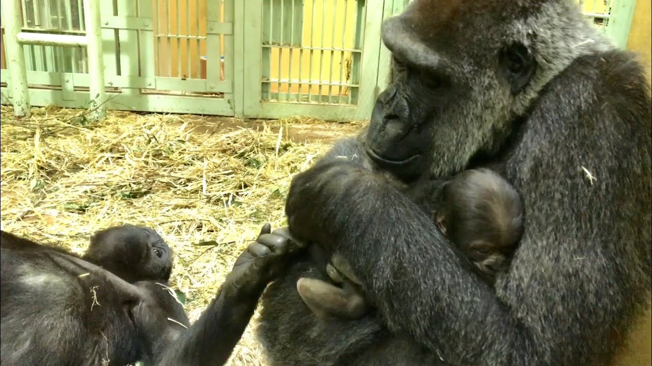 (19'/1/3)母の腕の中でおトイレ〜ゲンキと息子達 1⭐️ゴリラ(106)【京都市動物園】Gorilla / The baby who makes pee