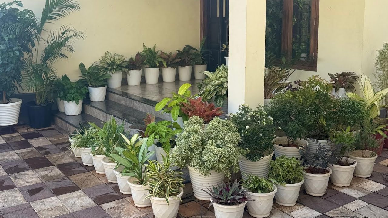 ഗാർഡൻ ടൂർ                  #plants  #gardentour  #gardening   #gardentourmalayalam 