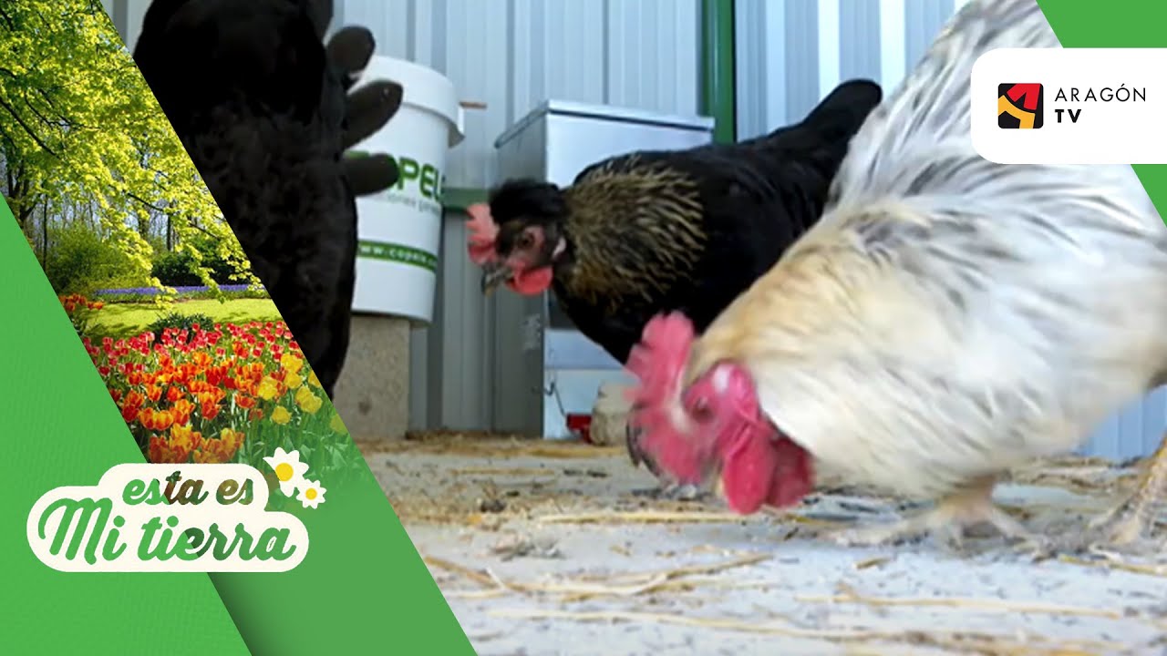 La Gallina del Sobrarbe en peligro de extinción