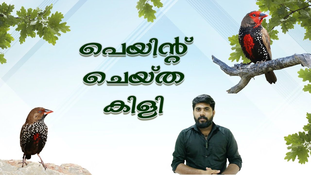 Painted Finch,വളരെ അപൂർവ്വം, കാത്തിരുന്നുകിട്ടിയ കിളി,50pair വാങ്ങി #youtuber #kerala #paintedfinch