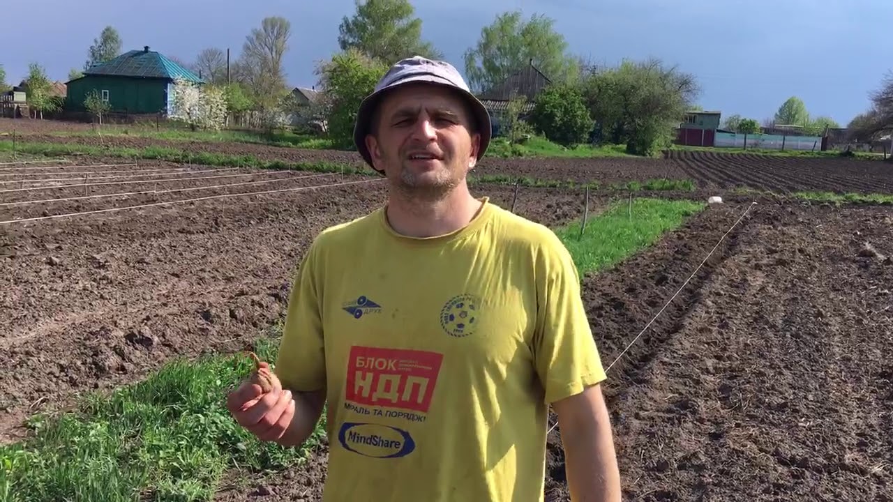 How to prepare and plant English (Persian) walnuts for rootstock/seedlings