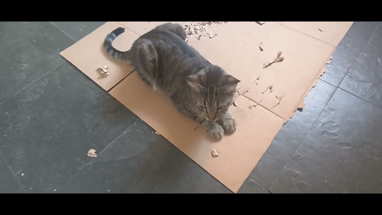 Prepare o coração… porque no Mundo do Miau a fofura nunca acaba!” 😻#animais #gato #memesvideo #video