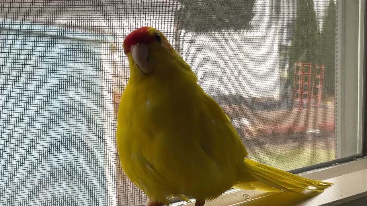 Kakariki Sounds- Mango the Squeaky Printer