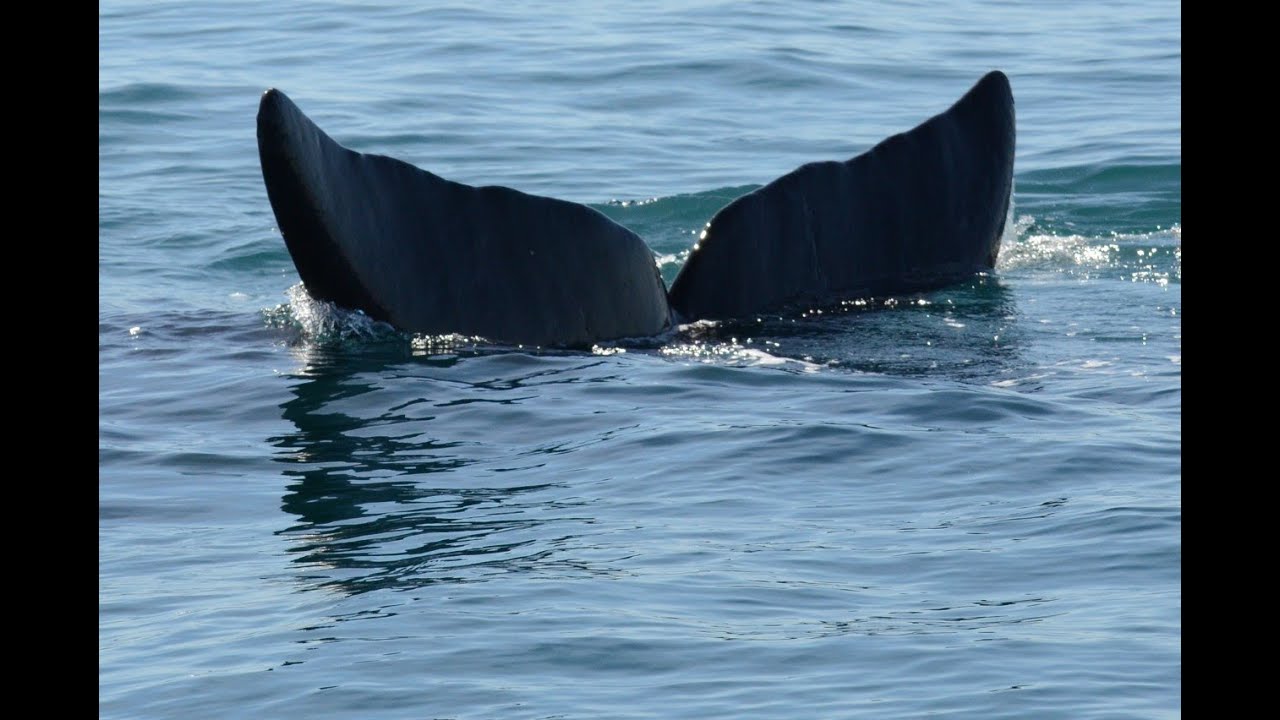 WATCHING THE WHALES near Peninsula Vald&eacute;s (Argentina)