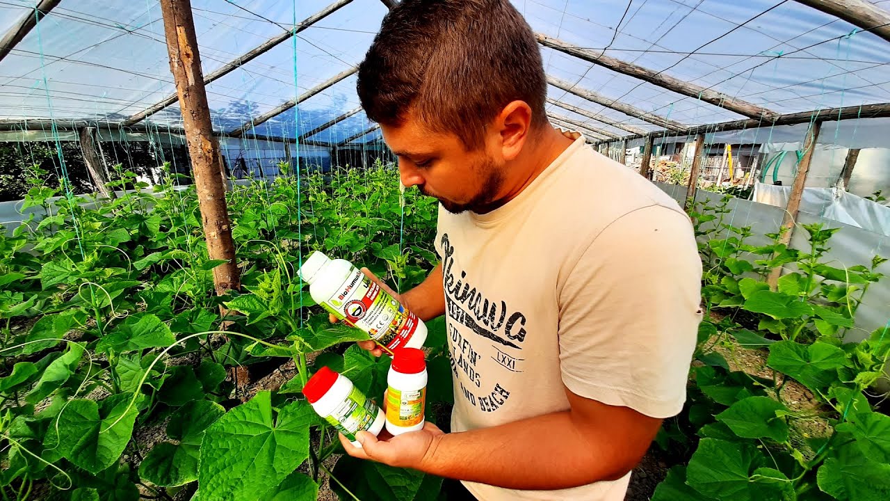 APLICĂM FOLIAR PRODUSE ORGANICE BIOHUMUSSOL LA CASTRAVEȚI !#VLOG 14
