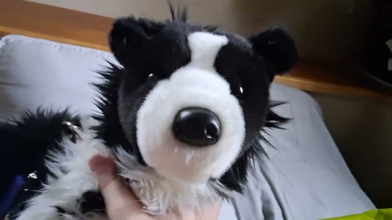 Douglas border collie unboxing and review meet herder