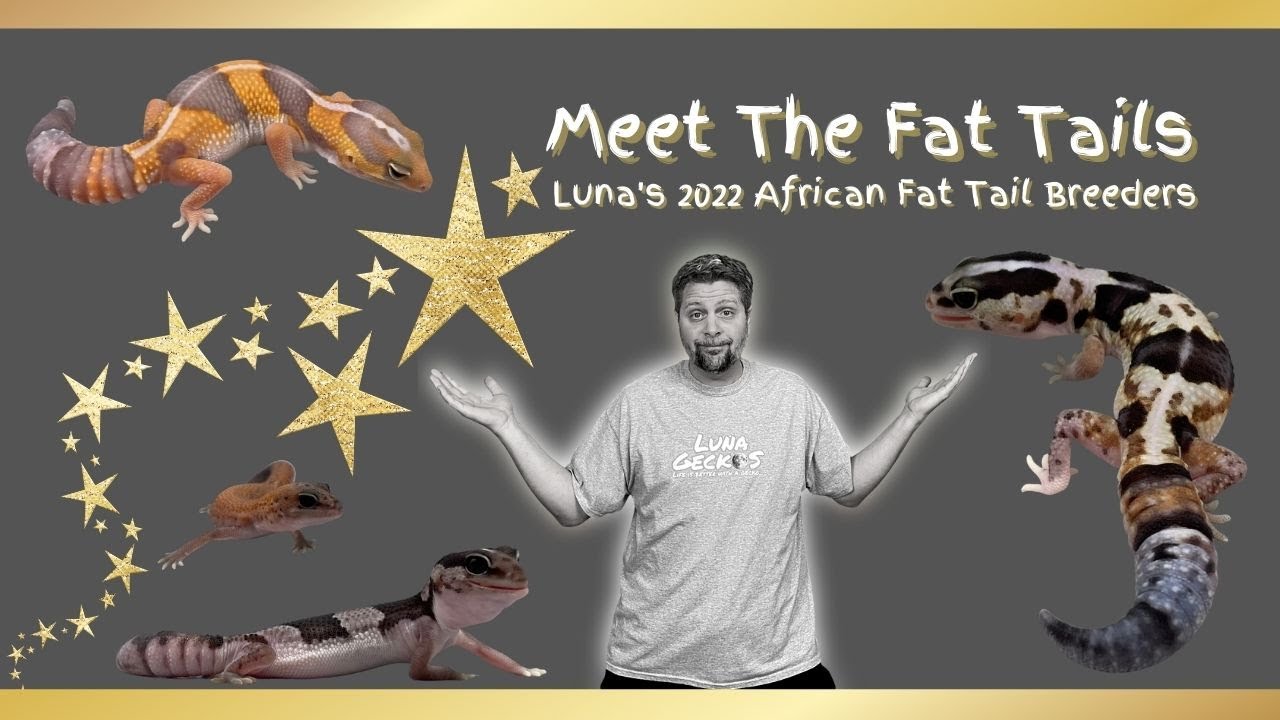 Meet The Fat Tails | Luna's 2022 African Fat Tail Breeders