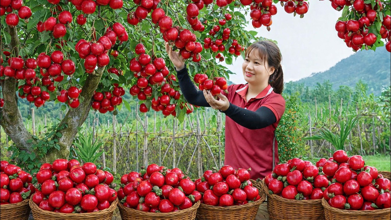 Harvesting 1000+ Rare Tropical Honey Apple | Their Sweetness Made Them Sell Out Quickly