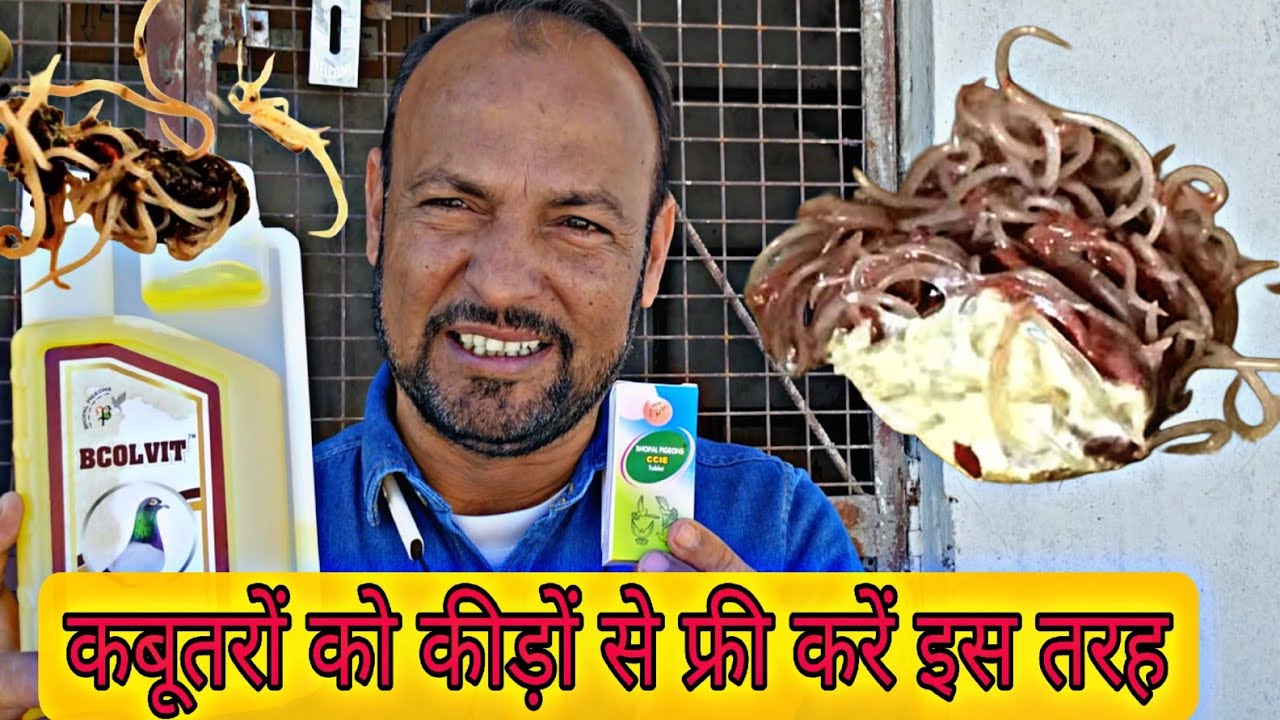 CCIE टेबलेट्स और BCOLVIT से कैसे डीवोर्मिंग करें ?