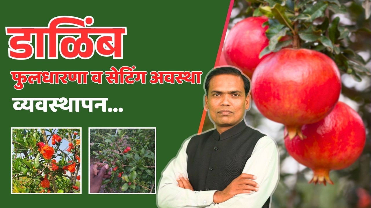 डाळिंब बहार व्यवस्थापन आणि सेटिंग नियोजन | चौकी अवस्था ते फळ सेटिंग संपूर्ण माहिती
