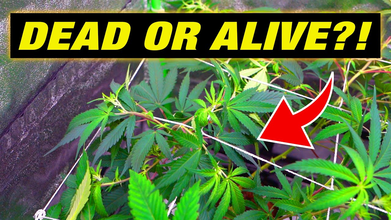 Vital Step by Step Cannabis Grow Tips plus Cannabis Trellis Net Install!