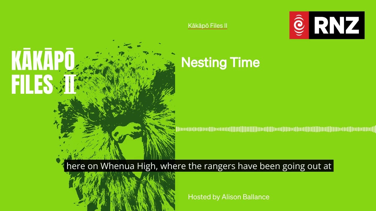 Nesting Time | Kākāpō Files II