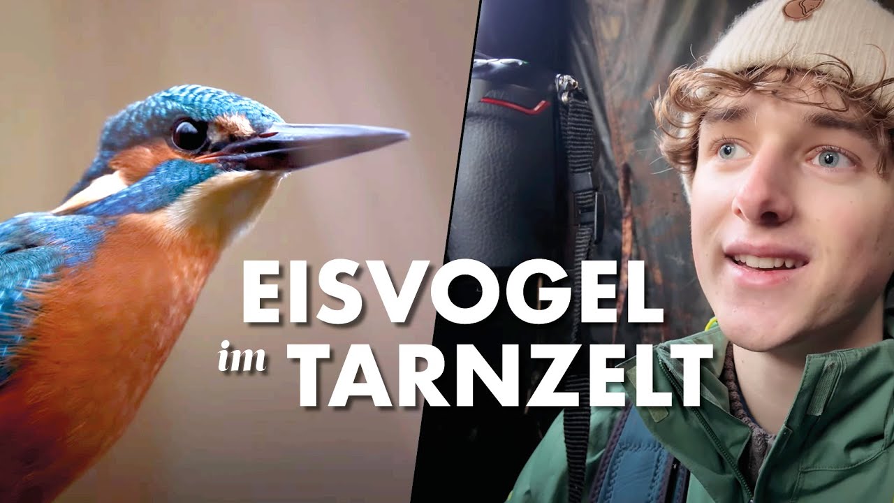 Fotografieren im Tarnzelt: Eisvögel an einem unerwarteten Ort
