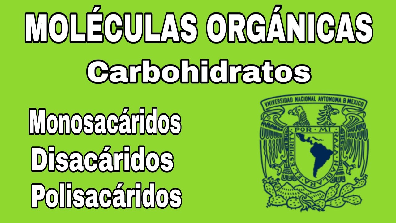Carbohidratos | Moléculas orgánicas - Explicación | BIOLOGÍA