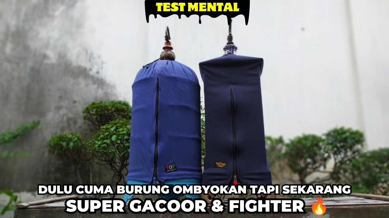 BERAWAL DARI BURUNG OMBYOKAN SEKARANG GACOR DAN FIGHTER❗LANGSUNG KITA TEST MENTALNYA❗