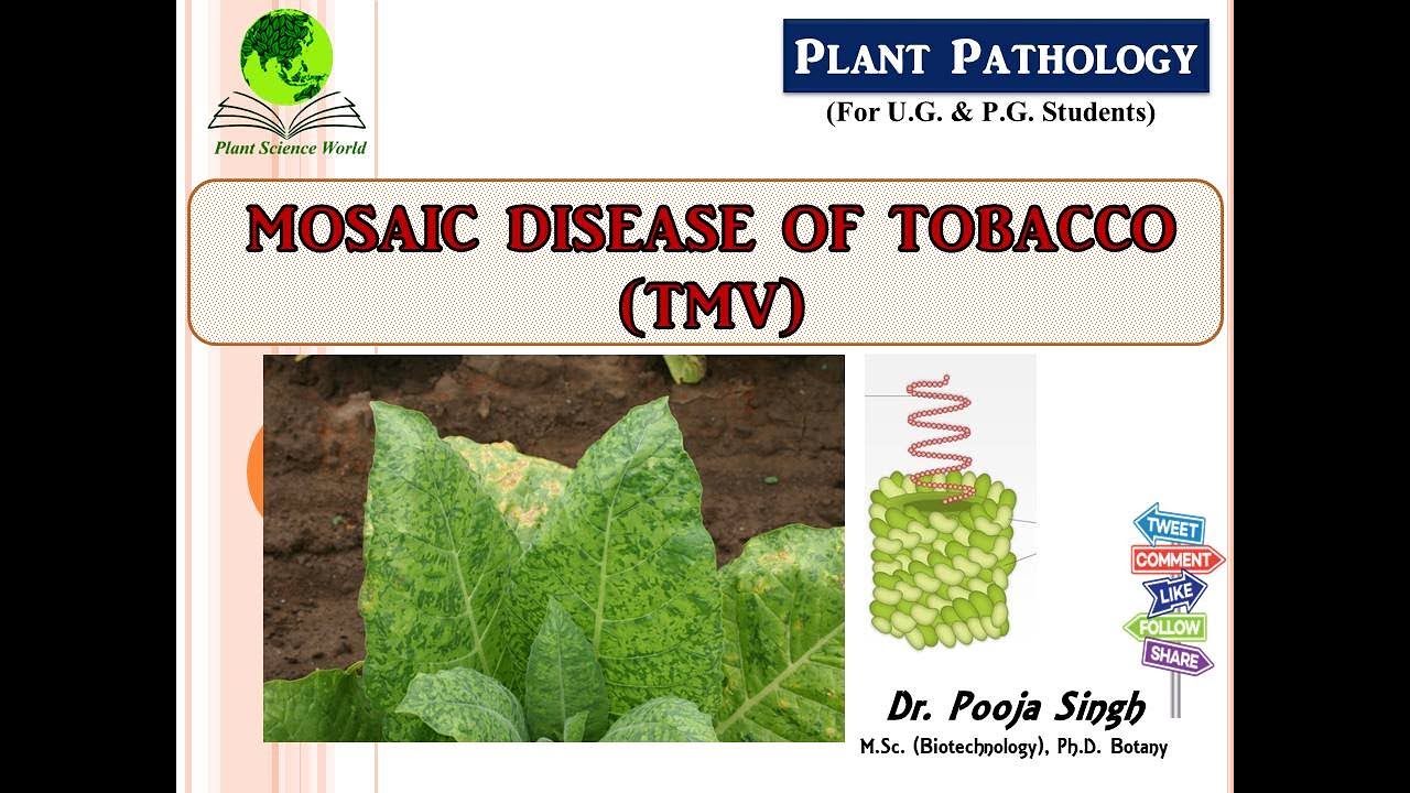 Mosaic Disease of Tobacco (TMV)