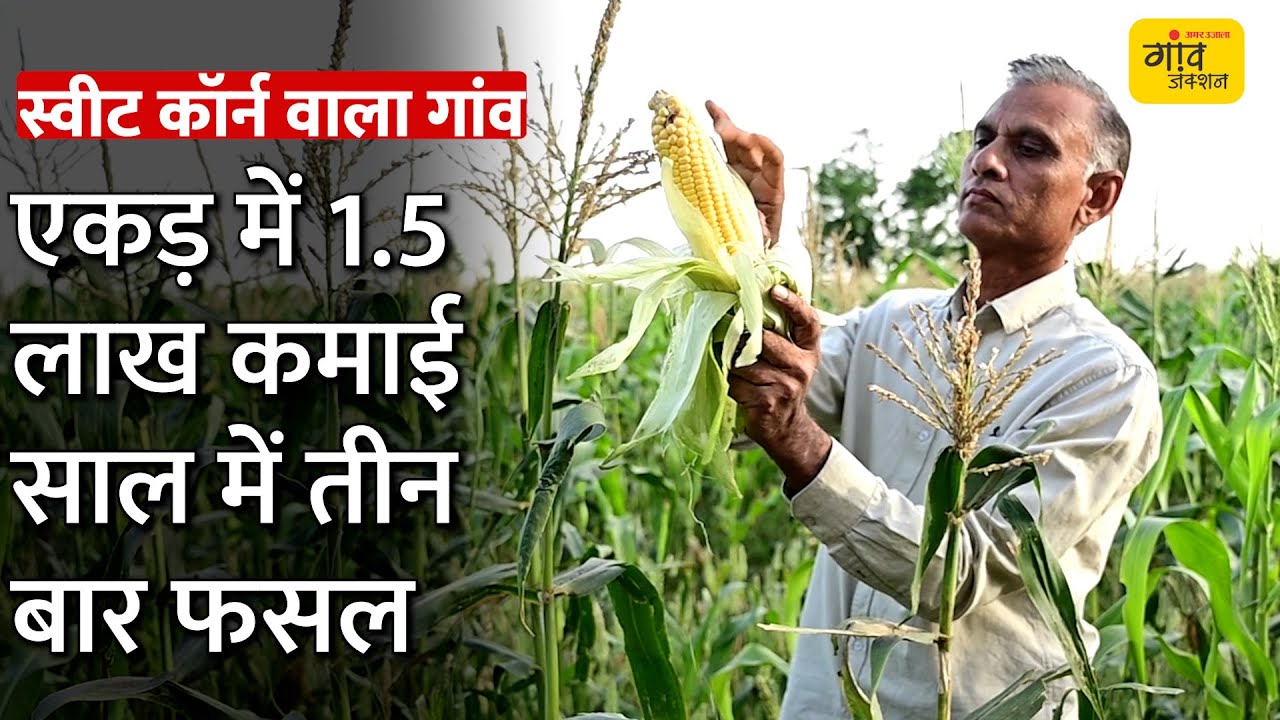 #SweetCornVillage पूरा गांव कर रहा स्वीटकॉर्न की खेती। #Farming #agriculture #Haryana #sonipat