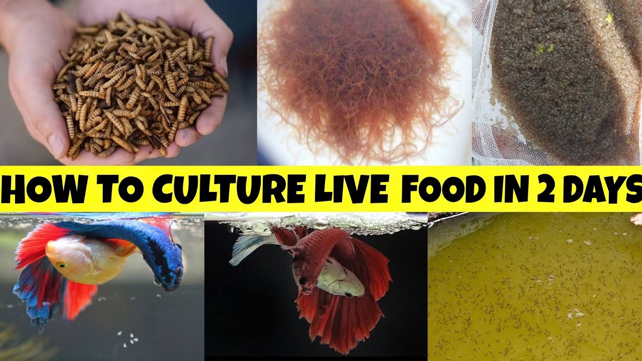 HOW TO CULTURE ANY LIVE FOOD FOR FISH || BEST FOOD FOR FISH FIRST GROTH || BEST FOOD FOR BREDING